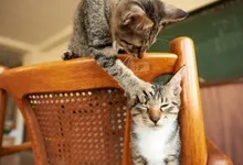 cats animals Art HD Wallpaper